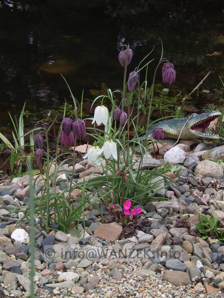 Fritillaria meleagris 01.jpg